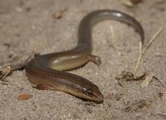 Sundevall's Writhing Skink photo 1
