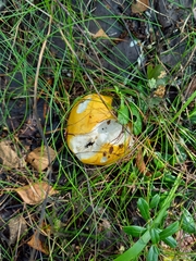 Russula risigallina