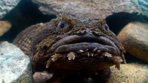Oyster Toadfish
