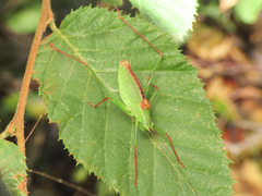 Leptophyes laticauda