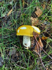 Russula risigallina