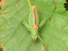 Leptophyes laticauda