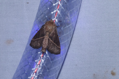 Quasithosea obliquistriga