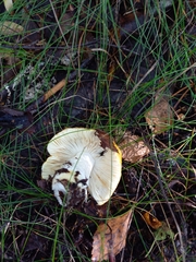 Russula risigallina