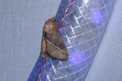 Quasithosea obliquistriga