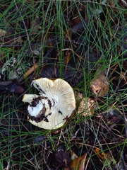 Russula risigallina