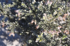 Amphithalea tomentosa