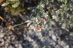 Amphithalea tomentosa