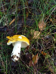 Russula risigallina