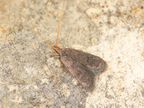 Lecithocera nigrana