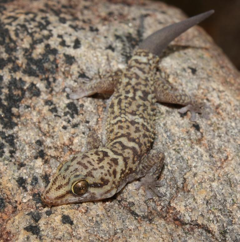 Tsodilo Thick-Toed Gecko