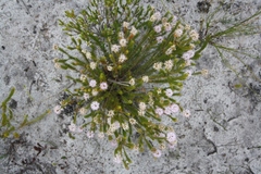 Stilbe ericoides