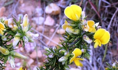 Aspalathus hirta hirta