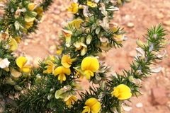 Aspalathus hirta hirta