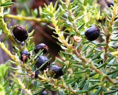 Phylica axillaris axillaris