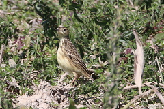 Anthus lutescens
