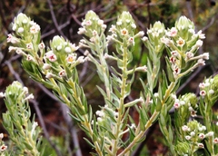 Phylica axillaris axillaris