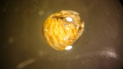 Sphaeroma quadridentatum