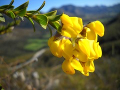 Liparia hirsuta