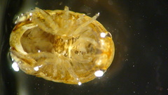 Sphaeroma quadridentatum