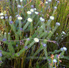 Phylica curvifolia
