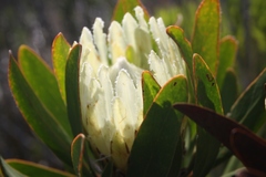 Protea obtusifolia