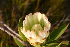 Protea obtusifolia