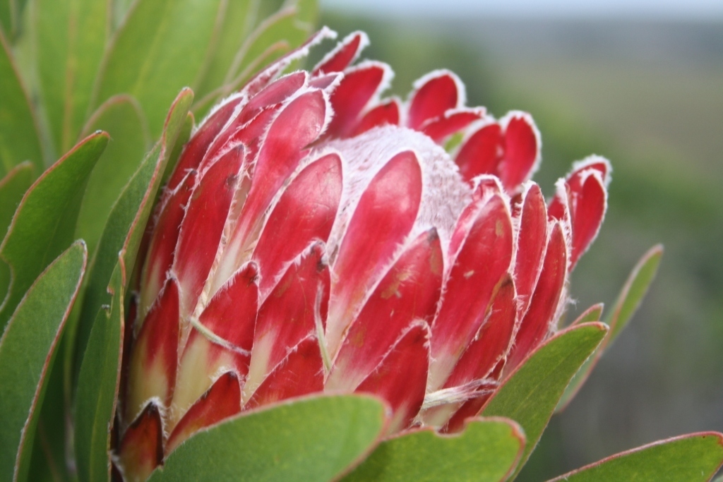 Protea sect. Ligulatae