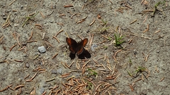 Erebia euryale