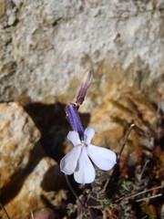 Lobelia dichroma