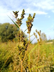 Filipendula ulmaria