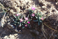 Marlothistella uniondalensis