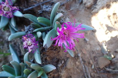 Marlothistella uniondalensis