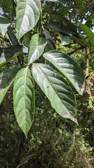 Viburnum arboricolum