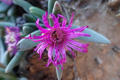 Marlothistella uniondalensis