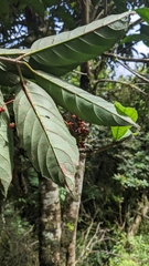 Viburnum arboricolum
