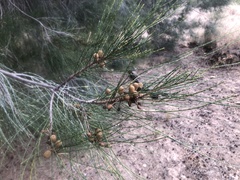 Casuarina cristata