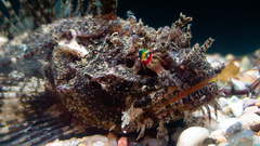 Hemitripterus americanus