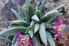 Marlothistella uniondalensis