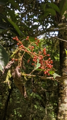 Viburnum arboricolum