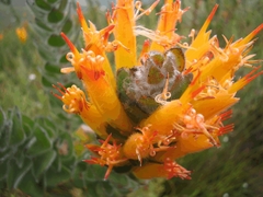 Mimetes pauciflorus