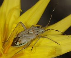 Closterotomus histrio