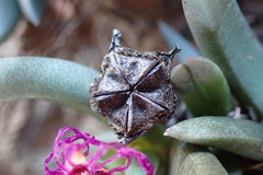 Marlothistella uniondalensis