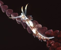Coryphella cooperi