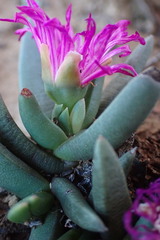 Marlothistella uniondalensis