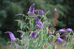Buddleja davidii