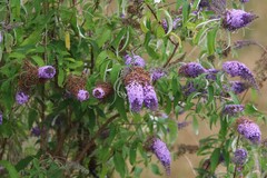 Buddleja davidii