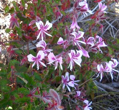 Pelargonium cordifolium
