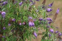 Buddleja davidii