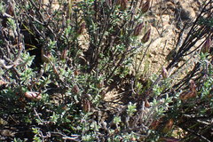 Pteronia staehelinoides